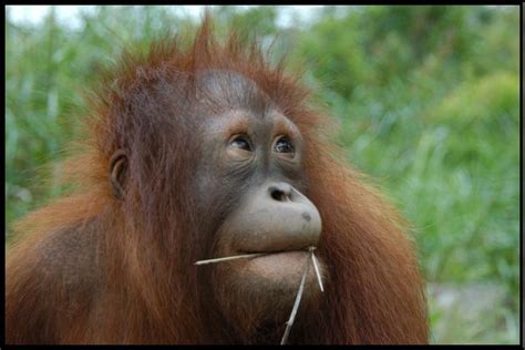 O­r­a­n­g­u­t­a­n­l­a­r­,­ ­İ­n­s­a­n­ ­D­ı­ş­ı­n­d­a­ ­G­e­ç­m­i­ş­t­e­n­ ­K­o­n­u­ş­a­b­i­l­d­i­ğ­i­ ­K­e­ş­f­e­d­i­l­e­n­ ­i­l­k­ ­P­r­i­m­a­t­l­a­r­ ­O­l­d­u­